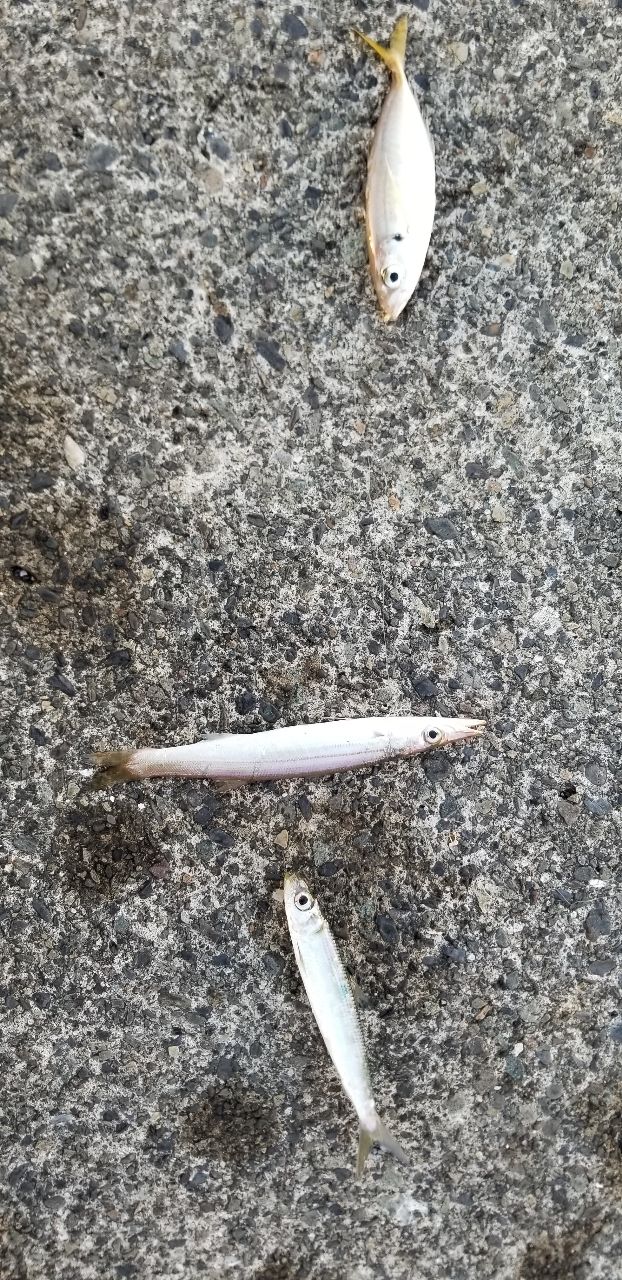 アジ