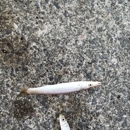 アジ