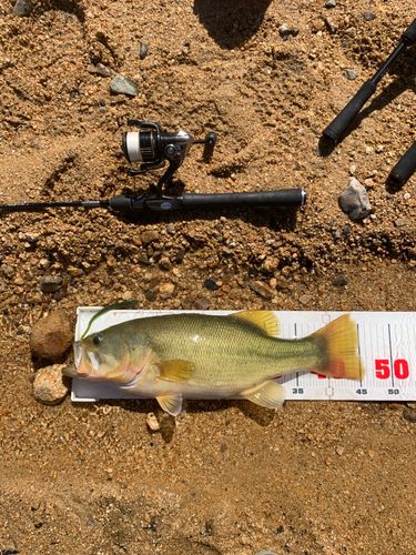 ラージマウスバスの釣果