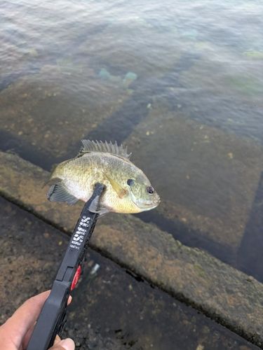 ブルーギルの釣果