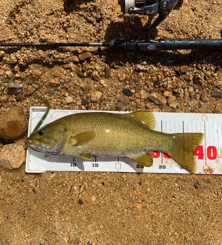 スモールマウスバスの釣果
