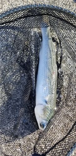 ボラの釣果