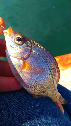 ウミタナゴの釣果