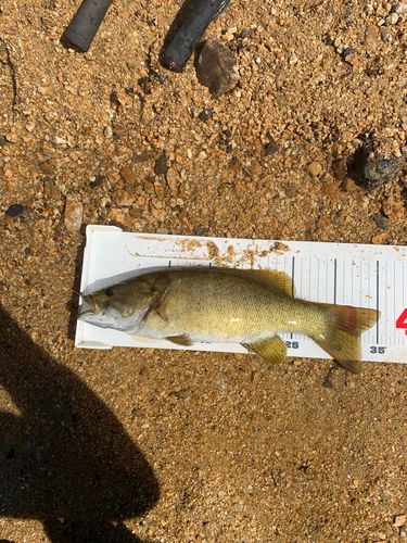 スモールマウスバスの釣果