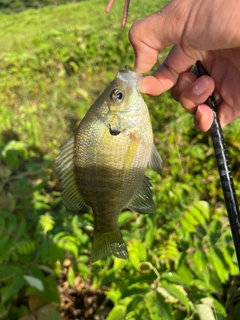 ブルーギルの釣果