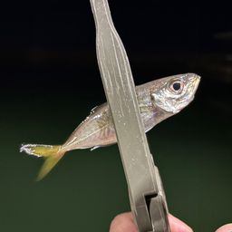 アジ