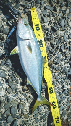 ヤズの釣果