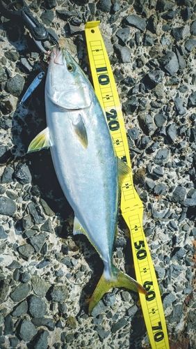 ヤズの釣果