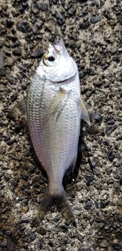 クロサギの釣果