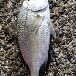 クロサギ
