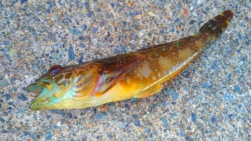 アナハゼの釣果