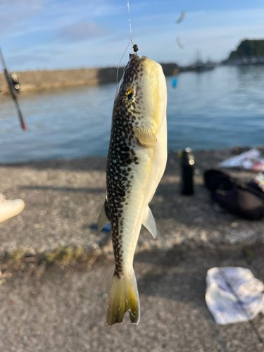 クサフグの釣果