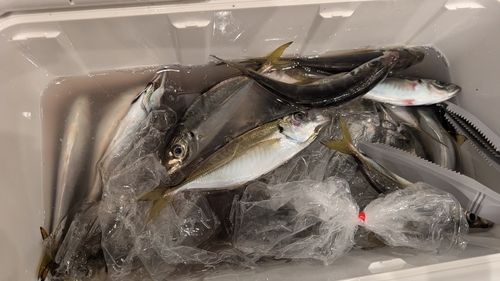 マアジの釣果