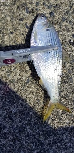 コノシロの釣果