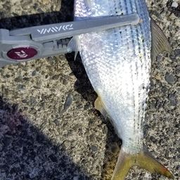 コノシロ