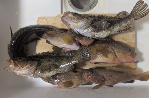 タケノコメバルの釣果