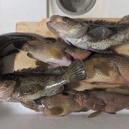 タケノコメバル