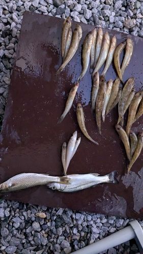 マハゼの釣果