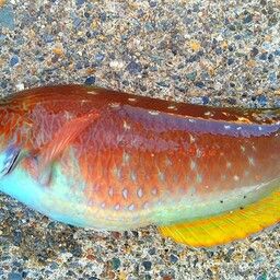 ホシササノハベラ