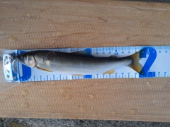 アユの釣果