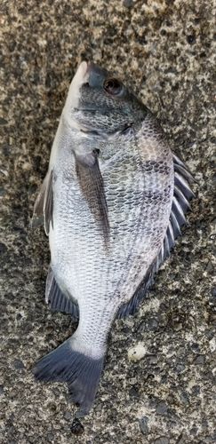 チヌの釣果