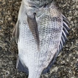 チヌ