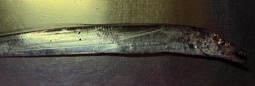タチウオの釣果