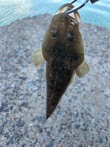 マゴチの釣果