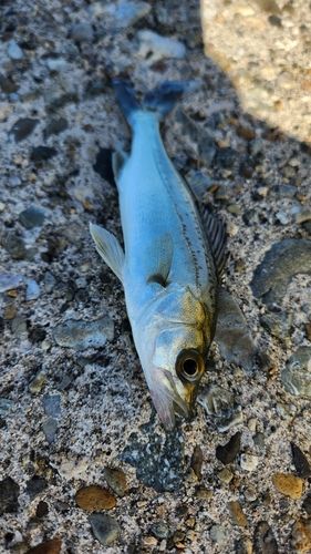 セイゴ（マルスズキ）の釣果