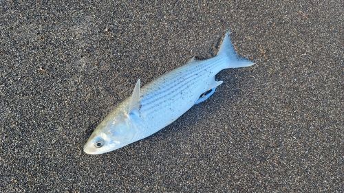 津軽半島