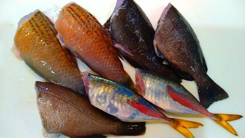 メジナの釣果