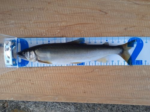 アユの釣果