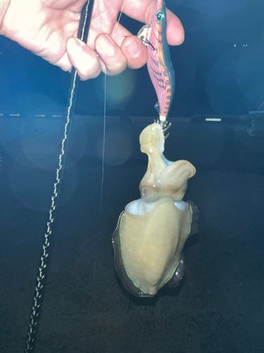 コウイカの釣果