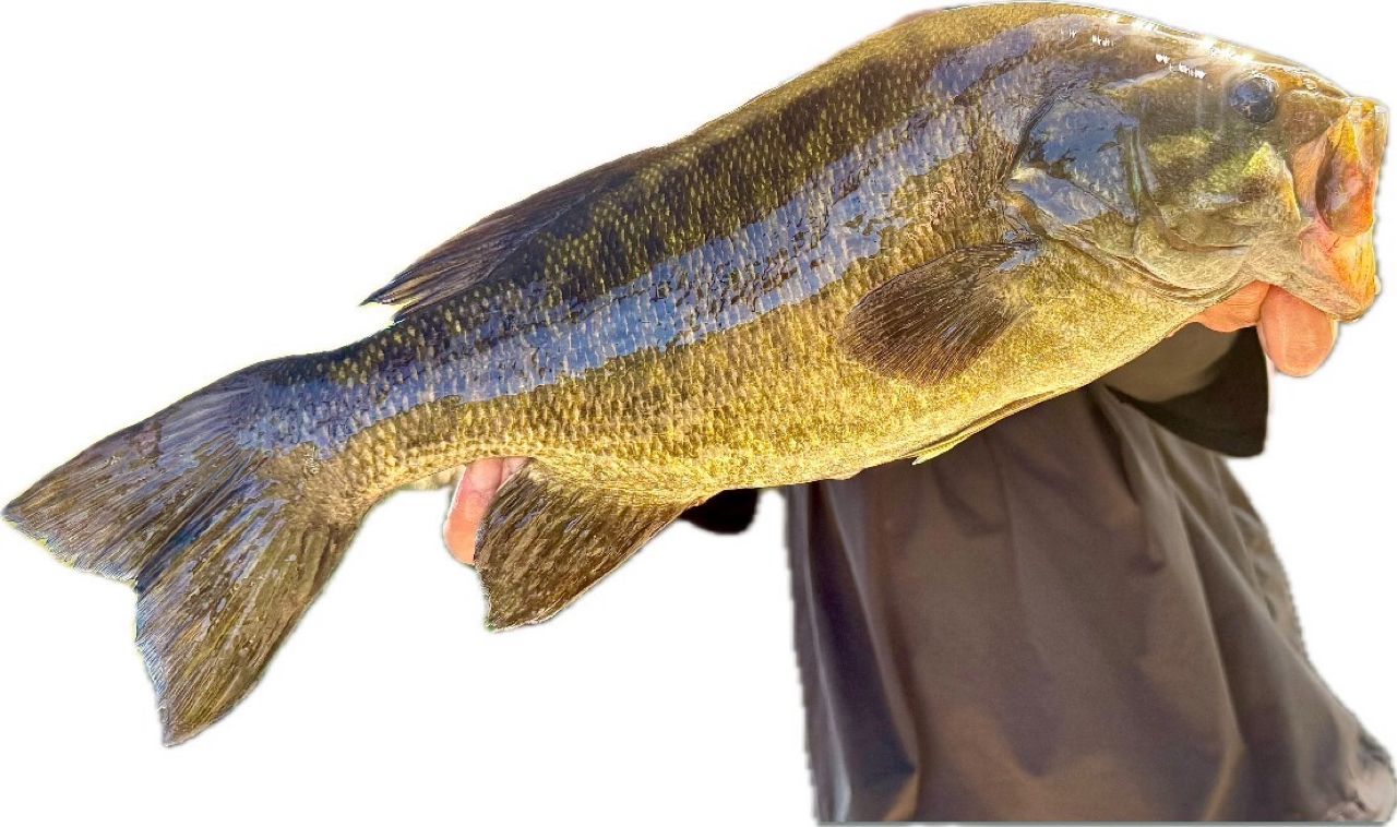 スモールマウスバス