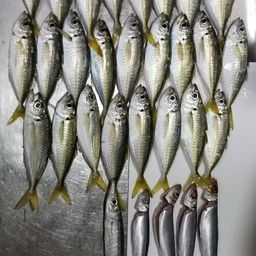 アジ