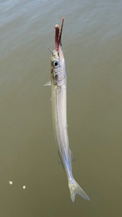 サヨリの釣果