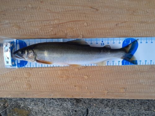 アユの釣果