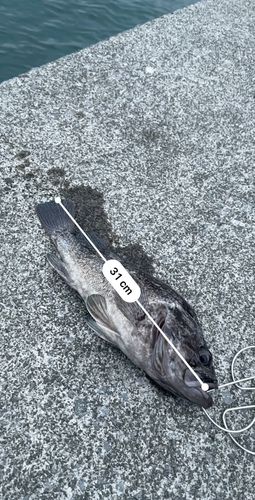 クロソイの釣果