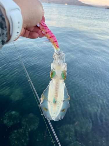 鹿児島湾南部