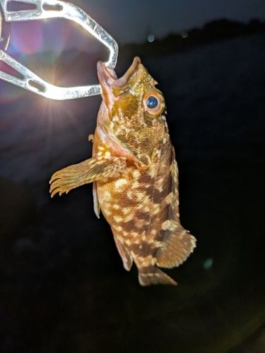 カサゴの釣果