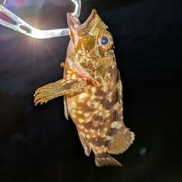 カサゴ