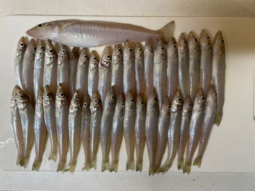 キスの釣果