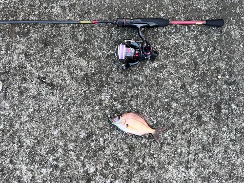 チャリコの釣果