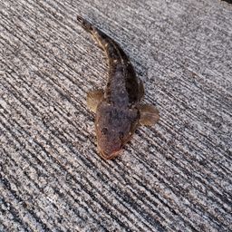マゴチ