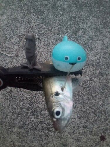 マアジの釣果