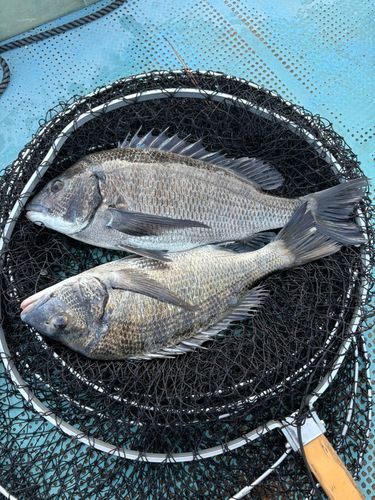 クロダイの釣果