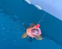 アコウの釣果