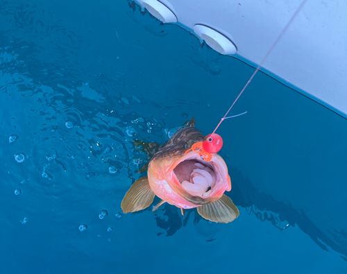 アコウの釣果