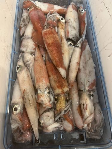 ケンサキイカの釣果