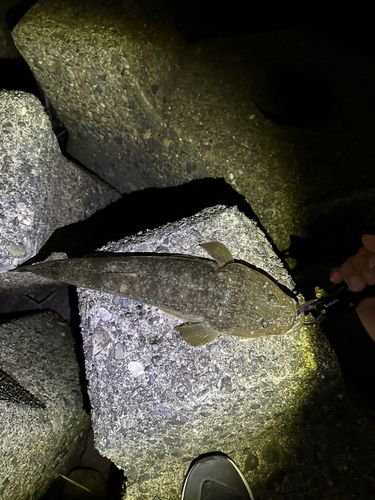 マゴチの釣果